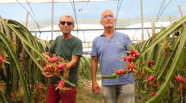 Mersin'de tropikal ejder meyvesinde hasat dönemi