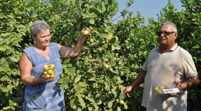 Mersin'de tropikal meyve guavanın hasadına başlandı