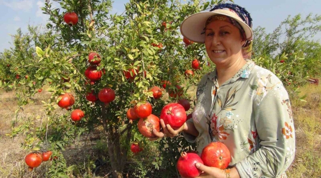 Mersin'de yılın ilk erkenci nar hasadı yapıldı