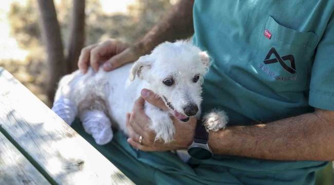 Polis ve itfaiye kurtarmıştı: Ayakları kesilen köpek sağlığına kavuştu