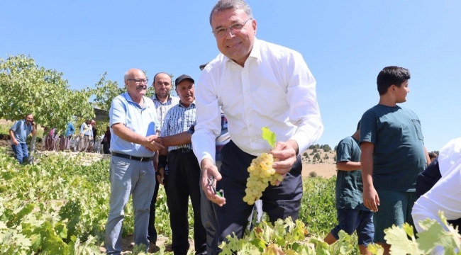 Silifke'de sofralık üzüm hasadı başladı