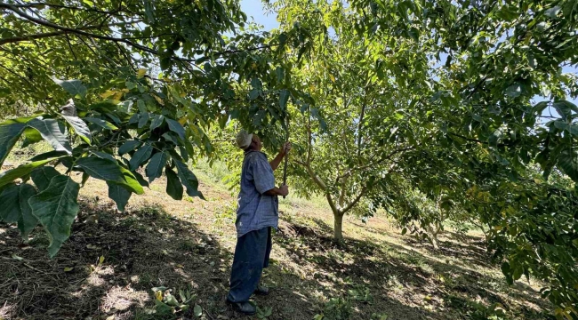 Üreticilerin ceviz hasadı mesaisi başladı