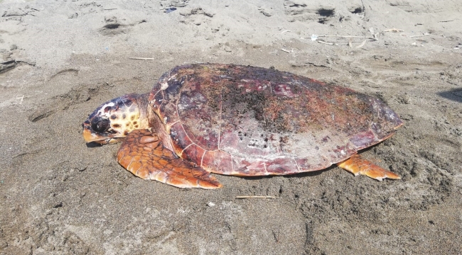 Yaralı caretta caretta tedavi altına alındı