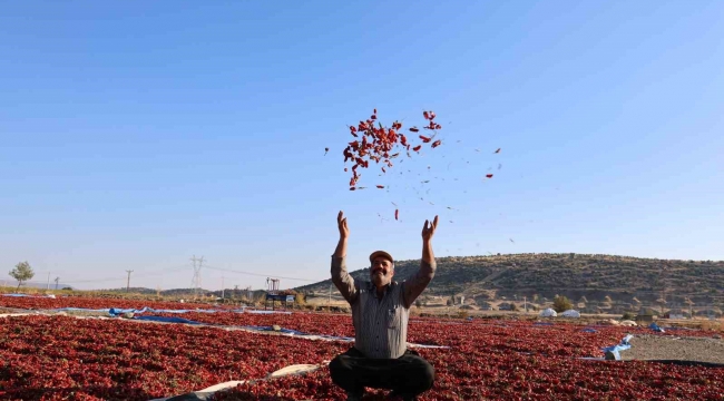 En acı hasat: Maraş biberinde üretim 50 bin ton