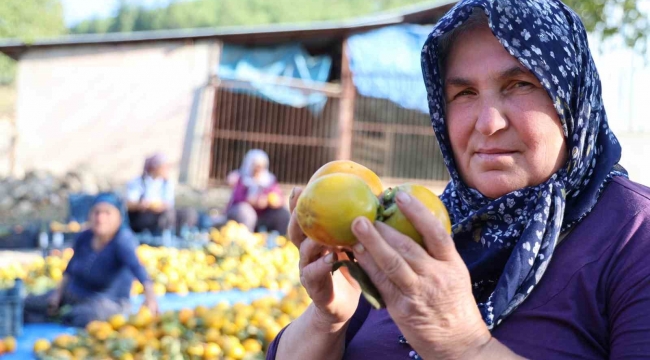 Yaş hurma 20, kurusu 200 lira