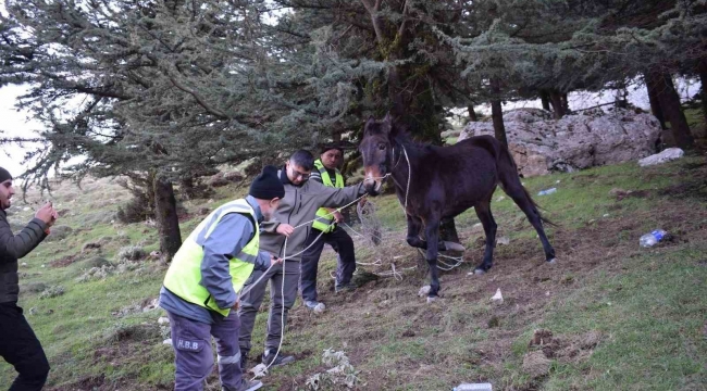 'Bu şehrin taşı toprağı da, kuzusu kurdu da bize emanet' diyen başkandan, bin 900 rakımda ölümü bekleyen katıra şefkat eli