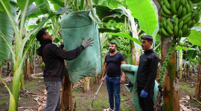 Adana'da ekim alanı 100 kat artan muzda hasat başladı