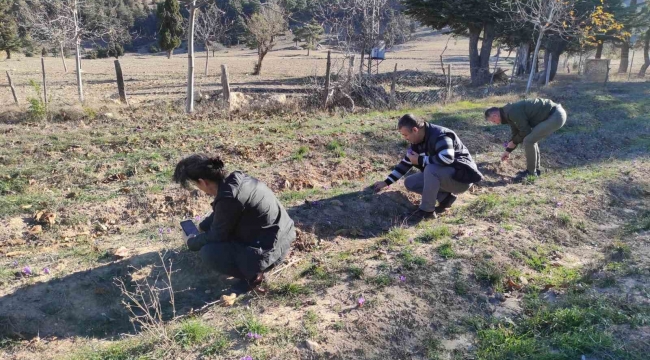 Altın değerindeki safranın hasadı Adana'da yapıldı