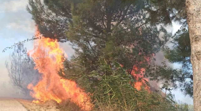 Antakya'da ormanlık alandaki yangın büyümeden söndürüldü