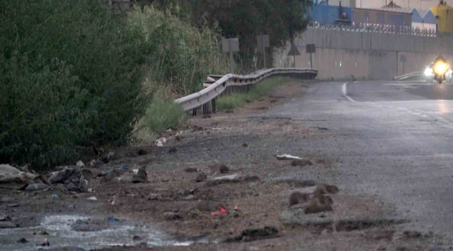 Araçlardan dökülen tahıllarla beslenen fareler, kara yolunu adeta istila etti