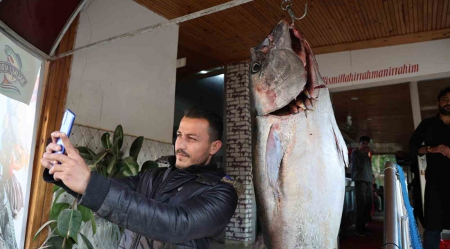 Balıkçı ağına insan boyunda orkinos takıldı