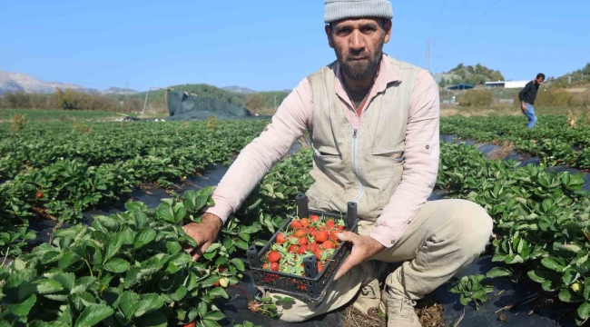 Bereketli topraklarda çilekte son hasat: Tarla fiyatı 120 lira