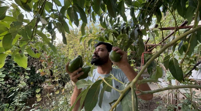 Deprem bölgesinde bereketli hasat: Avokado tarlada tanesi 20 TL'den alıcı buluyor