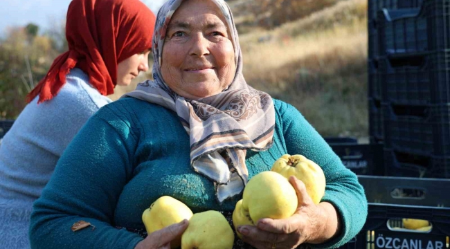 Kahramanmaraş'ta ayva hasadı