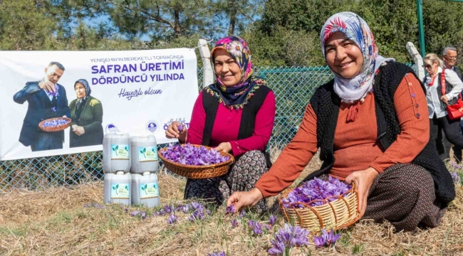 Mersin Yenişehir'de safran üretimi 4. yılına girdi