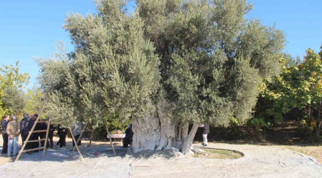 Mersin'de bin 300 yıllık zeytin ağacından hasat yapıldı