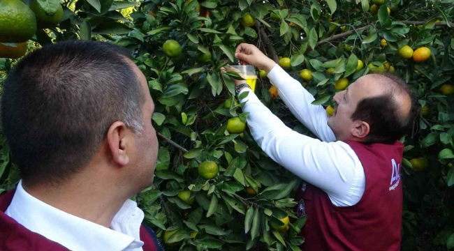 Narenciyenin başkentinde zararlıya karşı biyolojik başarı