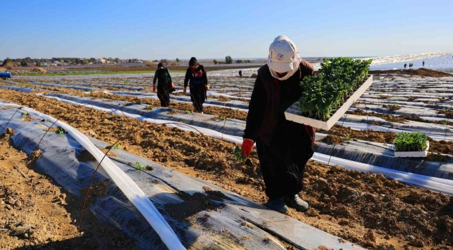 Adana'da karpuz fideleri toprakla buluştu