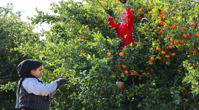 Adana'da mandalina hasadı sürüyor: 'Dalında fiyat 17-18 lira'