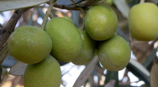 Mersin'de 150 bin ton zeytin rekoltesi elde edildi