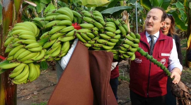 Muz ve mandalinada yeni çeşitler geliştirilip tescillendi