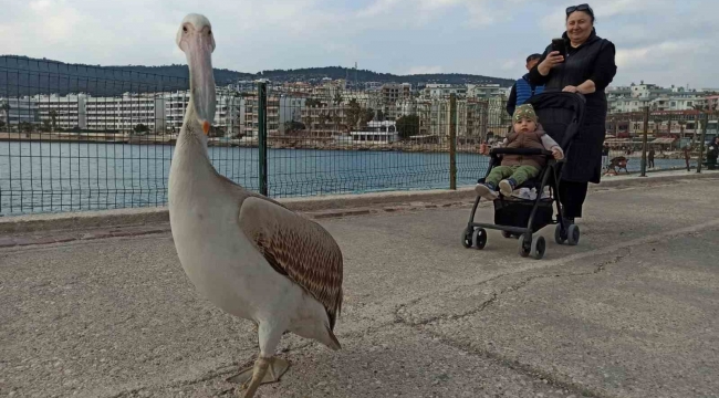 Silifke sahillerinde dolaşan pelikan insanların maskotu oldu