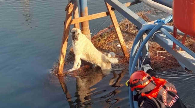 Sulama kanalındaki köpek kurtarıldı