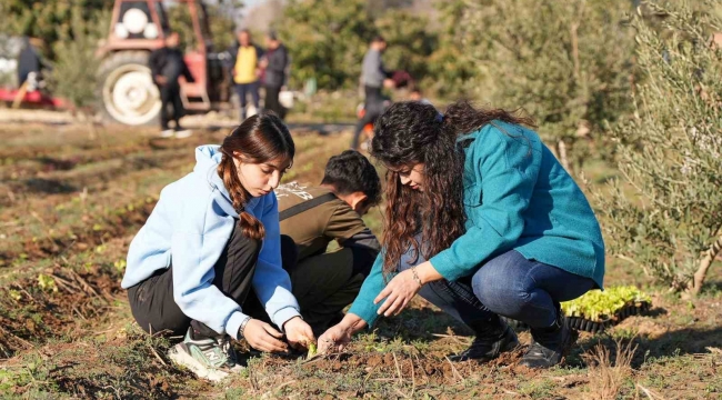 Tarsus'ta 5 bin marul fidesi toprakla buluşturuldu