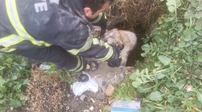 Arsuz'da kuyuya düşen köpeği itfaiye kurtardı