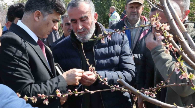 Başkan Vekili Şener, dondan zarar gören tarım arazilerinde incelemelerde bulundu