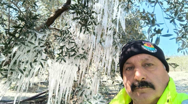 Çiftçi ağaçlardaki buz sarkıtlarını görünce şaştı kaldı