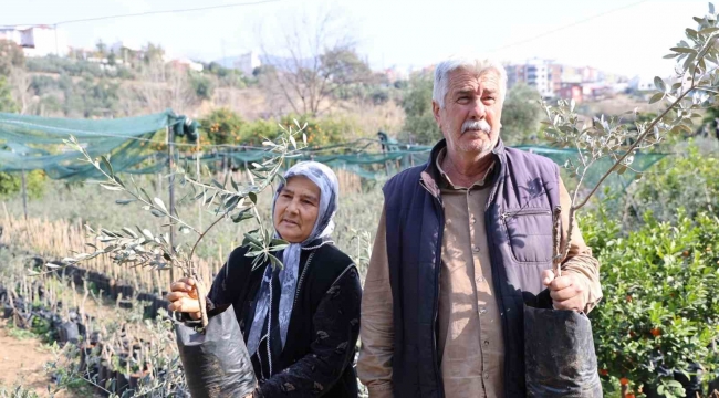 Dağdan topladıkları zeytin fidanlarını aşılayıp dayanıklı zeytin ağacı ortaya çıkardılar