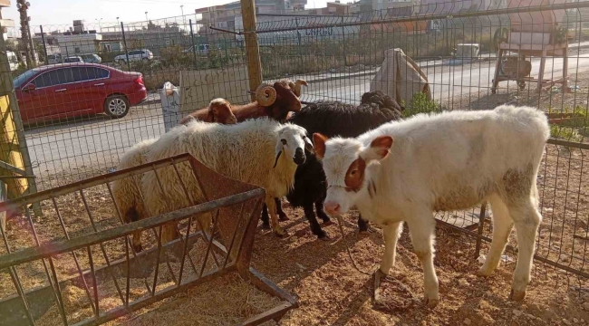 Danayı bile otomobille çalmışlar: Yakalanan 3 hırsız tutuklandı