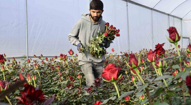 Gül üreticileri ve çiçekçi esnafını '14 Şubat' telaşı sardı