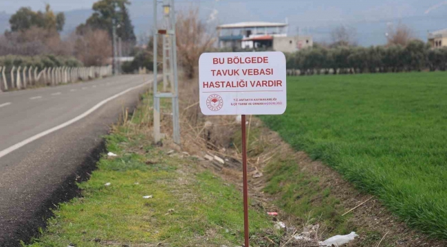 Kuş vebası görülen mahallede 338 kanatlı hayvan itilaf edildi