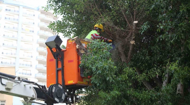 Mersin Erdemli'de budanan dallar odun oluyor vatandaşların evleri ısınıyor