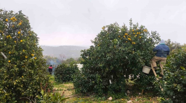 Mersin'de kar altında limon hasadı