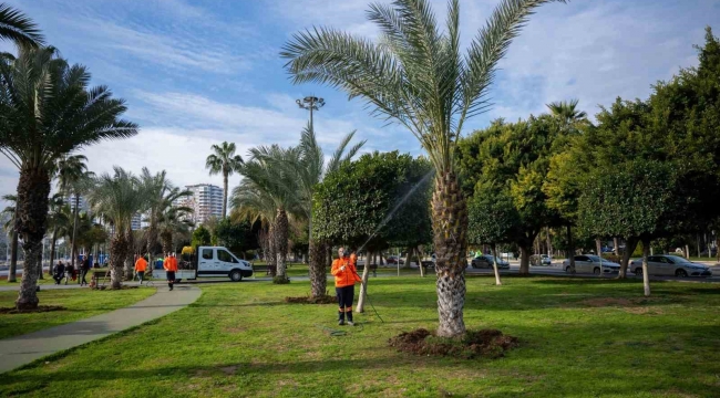 Mersin'in simgesi palmiyeler zararlılara karşı korunuyor