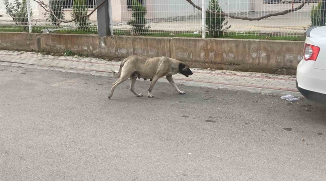 Sokak köpekleri kadına saldırdı: O anlar kamerada