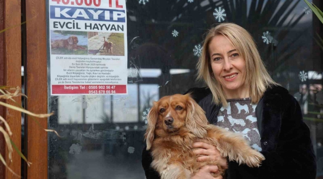 Sokak sokak afiş asarak aradığı İngiliz Cocker cinsi köpeğini getirene 40 bin TL ödül verecek