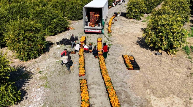 Zirai don uyarısı sonrası mandalina hasadı hız kazandı